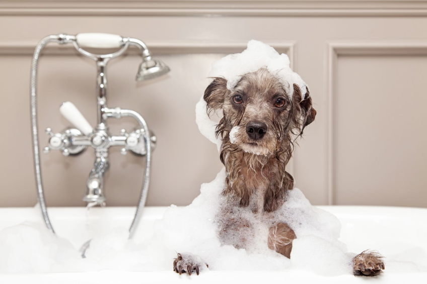 How to Bathe a Reluctant Dog